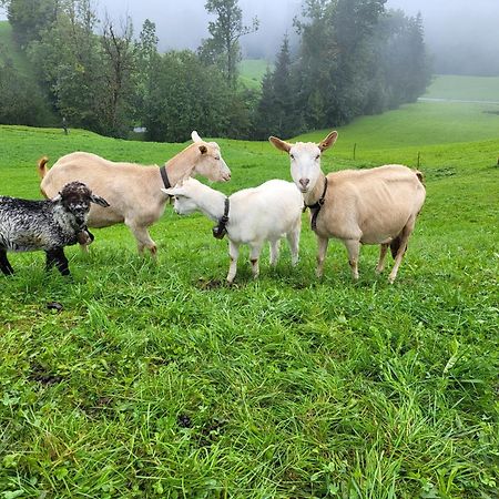 Ausblickhof Geiger Lägenhet Egg Exteriör bild