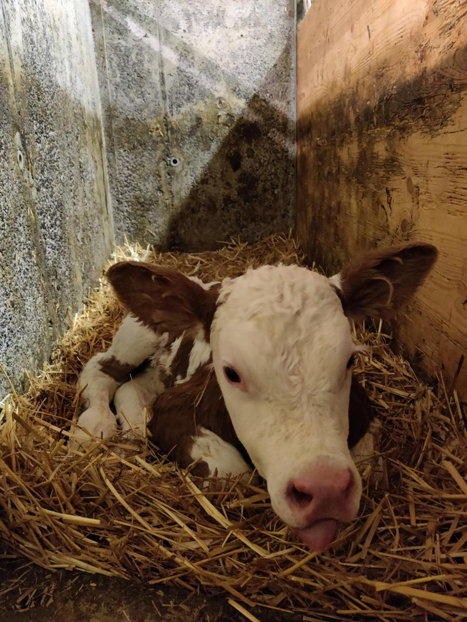 Ausblickhof Geiger Lägenhet Egg Exteriör bild