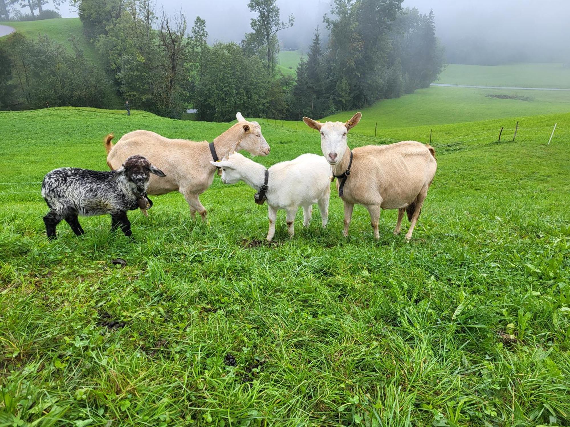 Ausblickhof Geiger Lägenhet Egg Exteriör bild
